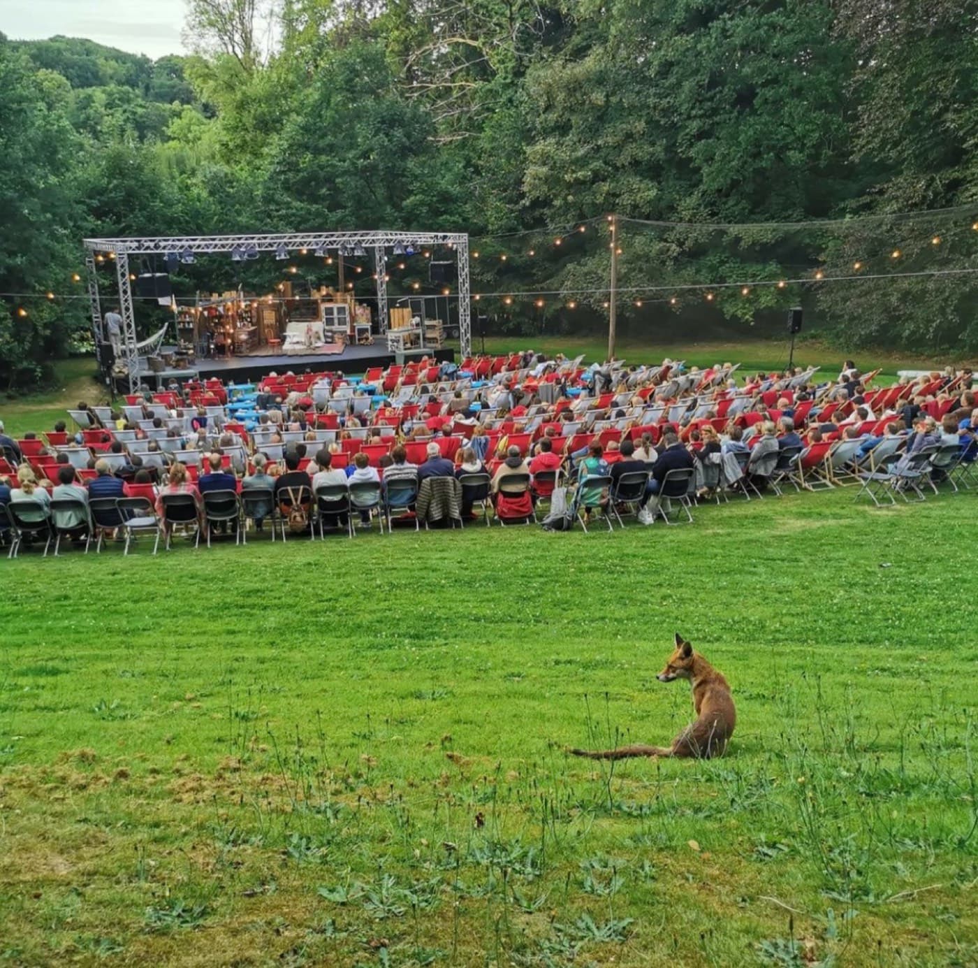 Un renard assis sur la pelouse, devant la scène et le public